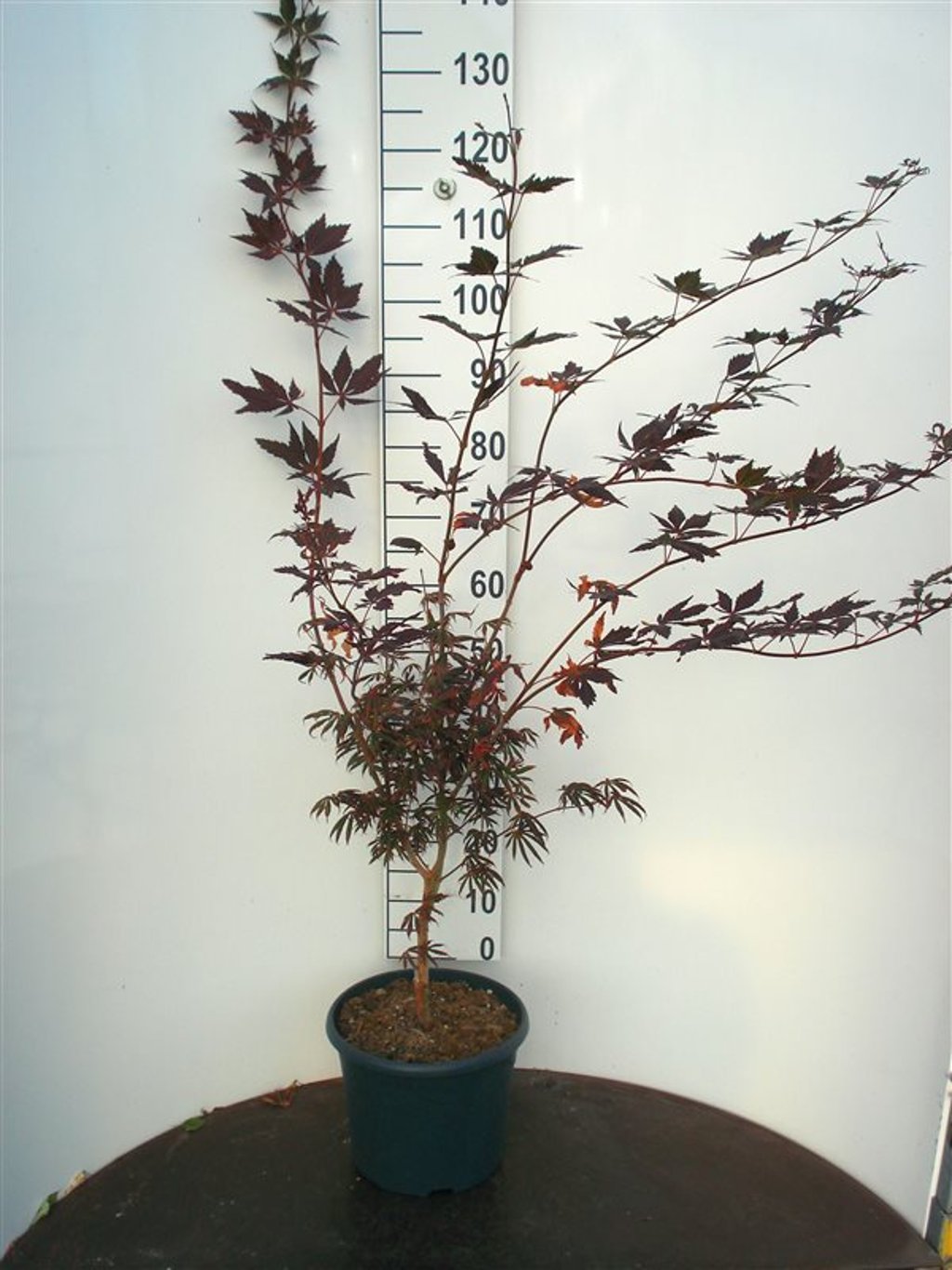 Acer pal. 'Trompenburg' - C10 80-100 CM